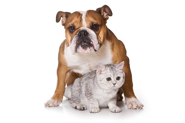 Why Choose a Pet Hospital with Boarding Facilities?