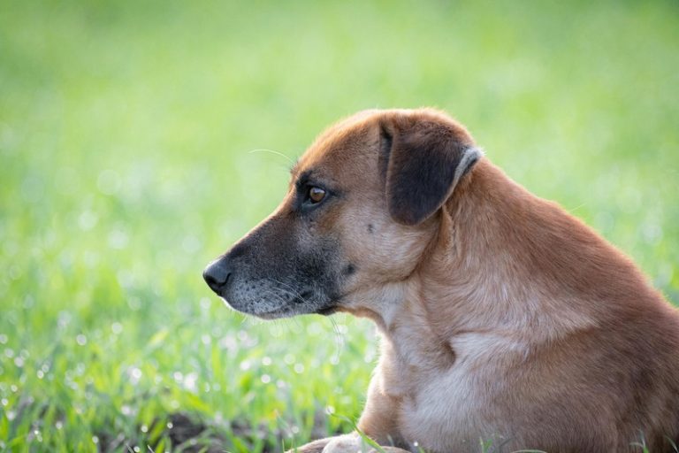 How to React When My Pet Gets Sick Suddenly?